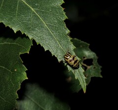 Cryptocephalus leucomelas