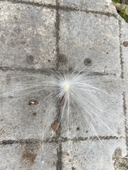 Asclepiadoideae