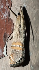 Euchromius ocellea
