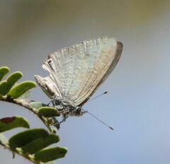 Pseudonacaduba sichela sichela