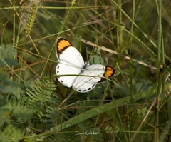 Colotis etrida