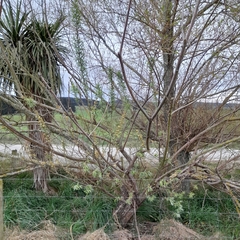 Salix eleagnos