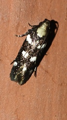Aroga compositella