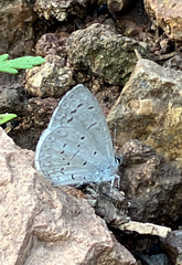 Celastrina echo