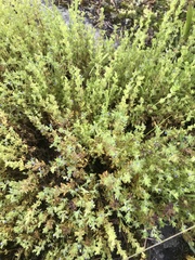 Veronica verna
