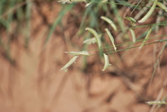 Bouteloua gracilis
