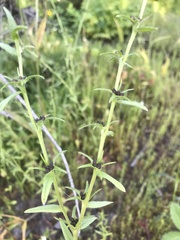 Buglossoides arvensis