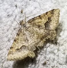 Frederickia s-signata