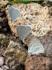Celastrina echo