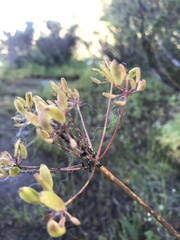 Lomatium multifidum