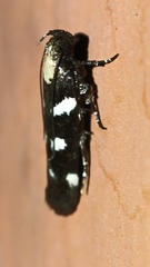 Aroga compositella