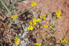 Psilostrophe tagetina