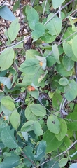Lonicera ciliosa