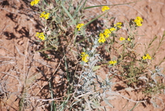 Psilostrophe tagetina