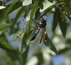 Belonogaster lateritia