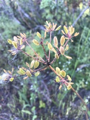 Lomatium multifidum