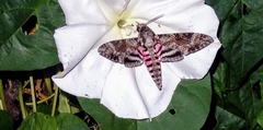 Agrius cingulata