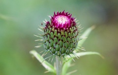 Cirsium