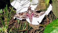 Agrius cingulata