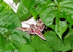 Agrius cingulata