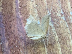 Tetracis jubararia