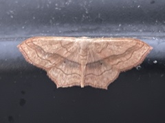 Scopula imitaria