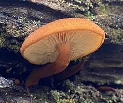 Gymnopilus ferruginosus