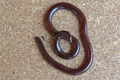 Leptotyphlopidae