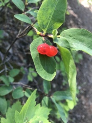 Lonicera utahensis