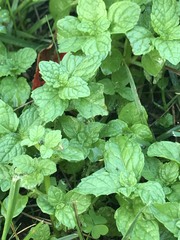 Clinopodium douglasii