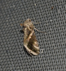 Chrysodeixis