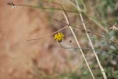 Thelesperma megapotamicum