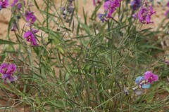 Swainsona campylantha