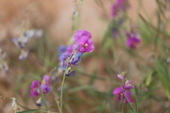 Swainsona campylantha