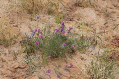 Swainsona campylantha