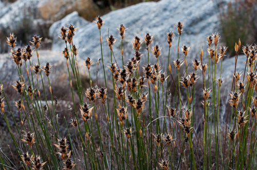 Askidiosperma capitatum (Askidiosperma capitatum)