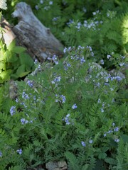 Polemonium californicum
