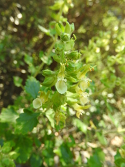 Teucrium flavum