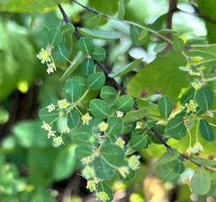 Phyllanthopsis phyllanthoides