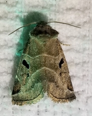 Plagiomimicus pityochromus