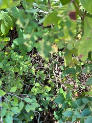 Phyllanthopsis phyllanthoides