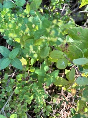 Phyllanthopsis phyllanthoides