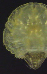 Chrysomphalus pinnulifer