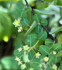 Phyllanthopsis phyllanthoides