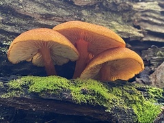 Gymnopilus ferruginosus