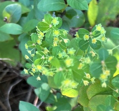 Phyllanthopsis phyllanthoides