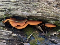 Gymnopilus ferruginosus