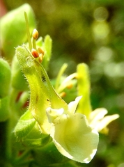 Teucrium flavum