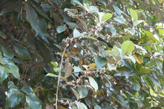 Elaeagnus latifolia