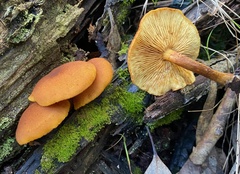 Gymnopilus ferruginosus